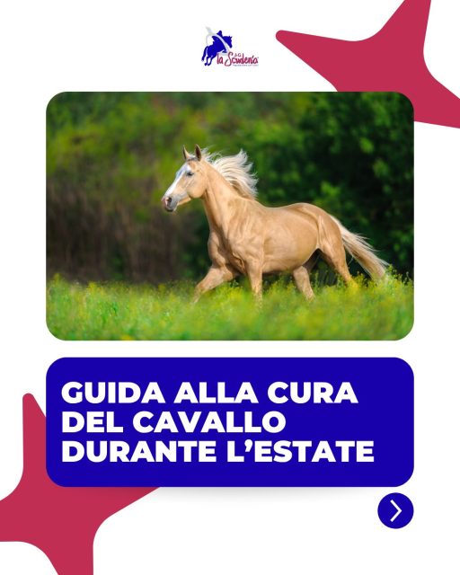 ☀️ Con il caldo, il benessere del cavallo viene prima di tutto.
Scorri il carosello e scopri i consigli essenziali per prenderti cura del tuo cavallo durante i mesi più caldi. 🐴