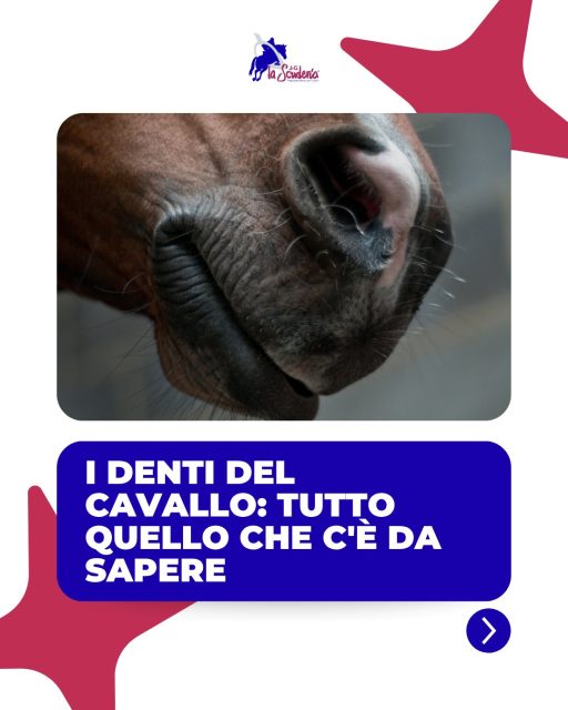 🦷"A caval Donato non si guarda in bocca!"
Quindi ci siamo noi a spiegarti come è fatta!
Scorri il carosello per scorpire tante curiosità sui denti del cavallo!➡️