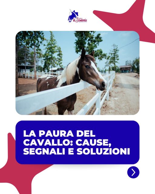 🐴 La paura è una risposta naturale nel cavallo, ma saperne riconoscere i segnali è fondamentale per gestirla al meglio.
Scorri il carosello per scoprire le cause più comuni e come aiutare il tuo cavallo a sentirsi più sicuro.➡️