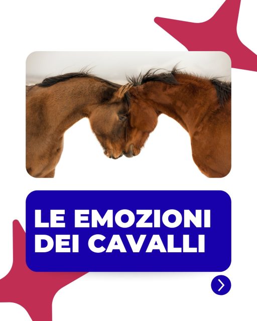 🐴 I cavalli non reagiscono solo d'istinto: provano emozioni, ricordano le esperienze e costruiscono relazioni attraverso ciò che vivono.
Scopri nel carosello perché comprendere il loro stato emotivo è fondamentale per il loro benessere. ❤️
📲 Clicca sul link in bio e visita il nostro sito.