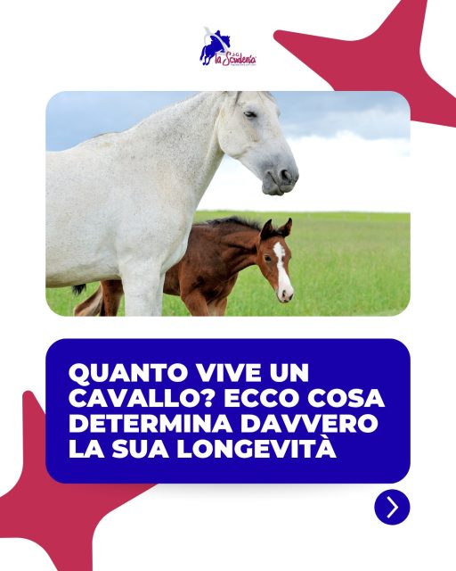 🐴Quanto può vivere un cavallo?
Molto più di quanto si pensi!
Nel carosello trovi tutto quello che c'è da sapere sulla vita dei nostri compagni di scuderia.➡️