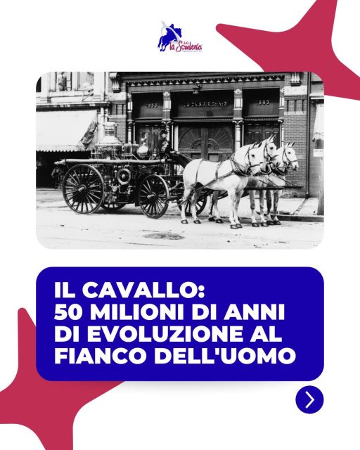 🐴 Un viaggio lungo 50 milioni di anni ha trasformato il cavallo nell'animale straordinario che conosciamo oggi.
Scopri la sua incredibile evoluzione! ✨