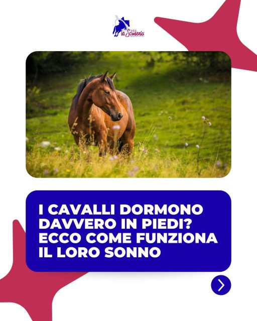 🛌Ma quindi i cavalli dormono solo in piedi?
Scoprilo in questo carosello!➡️