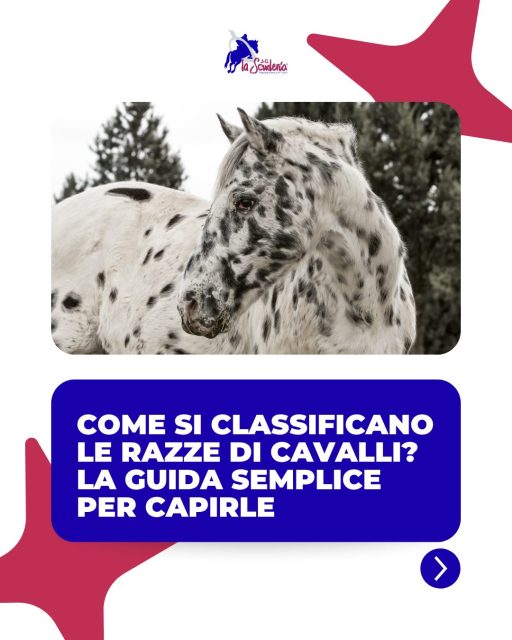🐎Esistono oltre 300 razze di cavalli, ma sapevi che gli esperti non le distinguono solo in base all'origine?
🌱Sfoglia il carosello per scoprire come vengono classificate!
🌐 Passa a trovarci sul nostro sito e scopri tutte le nostre iniziative.