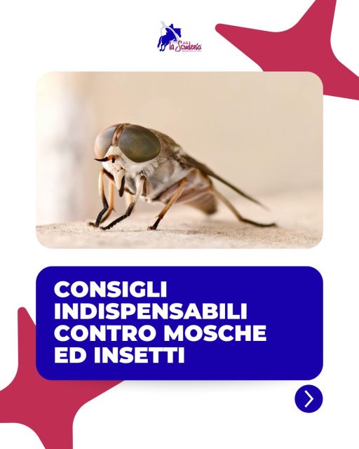 🪰Mosche, tafani, zanzare e moscerini possono trasformare le giornate del tuo cavallo in un vero incubo!
Una corretta prevenzione però potrebbe fare la differenza.
Scorri il carosello per alcuni consigli su come gestire questi fastidiosi insetti➡️