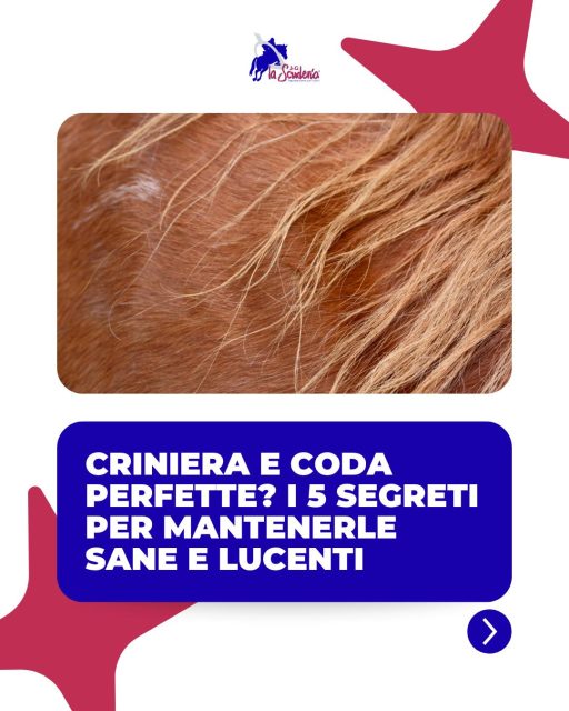🧬Una criniera morbida e una coda folta non dipendono solo dalla genetica.
Nel carosello trovi tutti i consigli pratici per prendertene cura al meglio ➡️