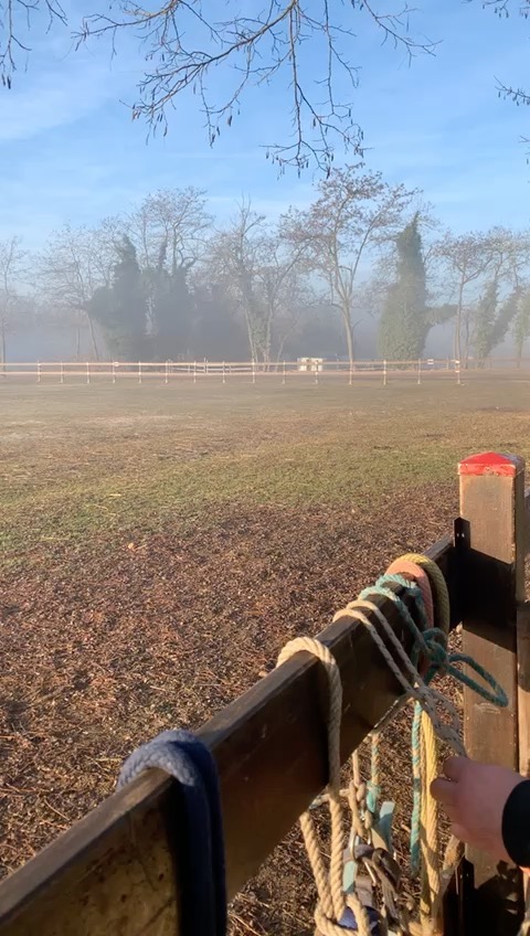 Pony al paddock di prima mattina… poesia 💖💖💖 #ponyliberty #goodmorning #poesia #mountedgames #mountedgamesfamily #mountedgamesworld #mountedgamespony #ponygames #ponygamesfamily #ponyoninstagram #under12 #under15
#pg #mountedshooting #mountedgamesimga #mga #ponymountedgames #pony #horse #season2021 #open #horseworld #horseoftheday #horserider #sporthorse #under18 #mgasupporters #official_imga #imga