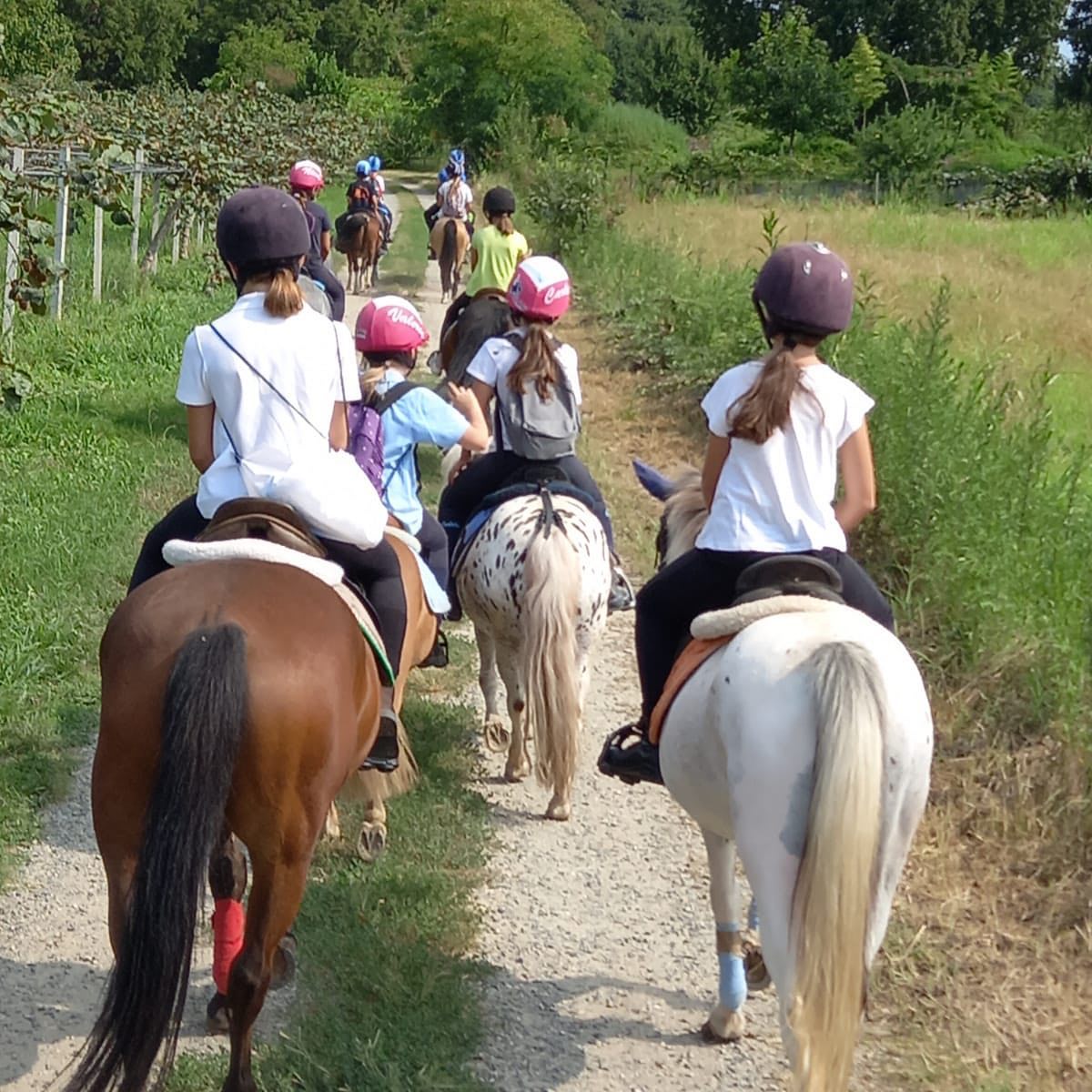 A cavallo non si monta ne con le gambe ne con le mani, ma con il cuore e con la testa.
Ogni volta che si sale in sella c'è una nuova piccola sfida da affrontare, che, più che tecnica, è istintiva. Migliorare il nostro rapporto con il cavallo che montiamo.
Ascoltare, sentire, percepire con tutti i sensi le vibrazioni del movimento, della falcata, delle reazioni alle nostre azioni, andando a ricercare quell'equilibrio ottimale che permette di fonderci e diventare un tutt'uno. E' un lavoro non breve, che a volte può essere frustrante per la mancanza di miglioramenti. Ma non bisogna mai abbattersi se le cose non vanno come vorremmo o gioire troppo se otteniamo ciò che vogliamo. Insistere ed aspettare, sperimentare, provare e riprovare. Poi una mattina ci alziamo e tutto diventa chiaro, tutto diventa semplice.
Si, perché si impara più da un fallimento che da una vittoria. La cultura della sconfitta ...... è questa che si deve imparare, affinché ci serva da lezione e da monito per ciò che non vogliamo essere e per non ripetere costantemente errori già fatti.
E loro, i cavalli, in questo, sono una grande scuola di vita.
(Licinio Grossi)